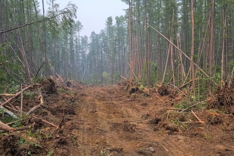 Undergrowth Removal in Gwinnett County, GA