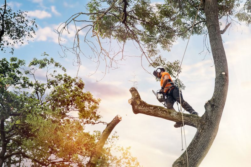 Arborists and Tree Care Experts
